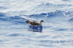 Cory's shearwater. Adult on water (this is possibly the similar Scopoli's shearwater). Cape Hatteras, North Carolina, August 2012. Image © Don Faulkner by Don Faulkner.