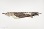 Cory's shearwater. Beach-wrecked specimen. Only New Zealand record. Specimen registration no. OR.000234; image no. MA_I295001. Foxton Beach, January 1934. Image © Te Papa.