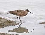 American whimbrel. Adult. San Francisco estuary, California, USA, December 2014. Image © Rebecca Bowater by Rebecca Bowater FPSNZ AFIAP.