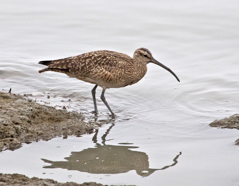 American whimbrel. Adult. San Francisco estuary, California, USA, December 2014. Image © Rebecca Bowater by Rebecca Bowater FPSNZ AFIAP.