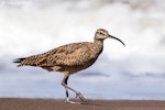 American whimbrel. Non-breeding adult. Tortuguero, Costa Rica, February 2020. Image © Glenda Rees by Glenda Rees.