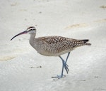 American whimbrel. Post-breeding adult. Morro Bay, California, USA, September 2018. Image © David Rintoul by David Rintoul.