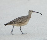 American whimbrel. Adult prior to northbound migration. Crystal Cove State Park, California, USA, April 2018. Image © David Rintoul by David Rintoul.