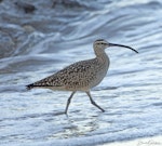 American whimbrel. Adult prior to northbound migration. Crystal Cove State Park, California, USA, April 2018. Image © David Rintoul by David Rintoul.