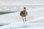 American whimbrel. Non-breeding adult. Tortuguero, Costa Rica, February 2020. Image © Glenda Rees by Glenda Rees.