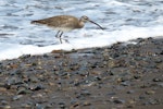 American whimbrel. Adult. Costa Rica, August 2012. Image © Ray Buckmaster by Ray Buckmaster.