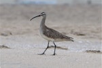 American whimbrel. Adult. California, May 2019. Image © Michael Szabo by Michael Szabo.