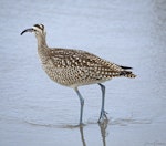 American whimbrel. Adult. Morro Bay, California USA, September 2018. Image © David Rintoul by David Rintoul.