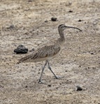 American whimbrel. Non-breeding adult. San Cristobal Island, Galapagos Islands, May 2017. Image © David Rintoul by David Rintoul.