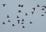 American whimbrel. Flock in flight. Peru, June 2012. Image © Duncan Watson by Duncan Watson.