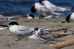 Black tern. Immature - first New Zealand record (roosting with white-fronted terns). Waikanae estuary, January 2022. Image © Elizabeth Taylor by Elizabeth Taylor.