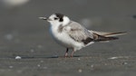 Black tern. Immature - first New Zealand record. Waikanae estuary, January 2022. Image © Roger Smith by Roger Smith.