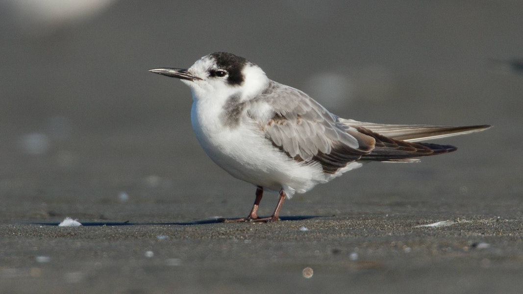 Black tern. Immature - first New Zealand record. Waikanae estuary, January 2022. Image © Roger Smith by Roger Smith.