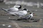 Black tern. Immature (first New Zealand record) roosting with white-fronted terns. Waikanae estuary, January 2022. Image © Oscar Thomas by Oscar Thomas.