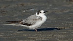 Black tern. Immature - first New Zealand record. Waikanae estuary, January 2022. Image © Roger Smith by Roger Smith.