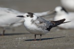 Black tern. Immature - first New Zealand record. Waikanae estuary, January 2022. Image © Roger Smith by Roger Smith.