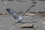 Black tern. Immature - first New Zealand record. Waikanae estuary, January 2022. Image © Oscar Thomas by Oscar Thomas.