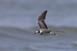 Black tern. Immature in flight (first New Zealand record). Waikanae estuary, January 2022. Image © Oscar Thomas by Oscar Thomas.