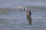 Black tern. Immature in flight (first New Zealand record). Waikanae estuary, January 2022. Image © Oscar Thomas by Oscar Thomas.