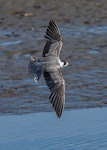 Black tern. Immature in flight - first New Zealand record. Waikanae estuary, January 2022. Image © Roger Smith by Roger Smith.