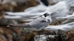 Black tern. Immature - first New Zealand record. Plimmerton, Wellington, January 2022. Image © Roger Smith by Roger Smith.