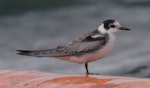 Black tern. Immature. Grafham Water, Cambridge, England, August 2021. Image © Matthew Rodgers by Matthew Rodgers.