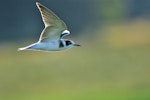 Black tern. Juvenile in flight. Le Crotoy, France, August 2016. Image © Cyril Vathelet by Cyril Vathelet.