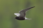 Black tern. Breeding adult in flight. Beauvais Lake Provincial Park, Alberta, Canada, June 2020. Image © Gordon Petersen by Gordon Petersen.