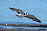 Black tern. Immature in flight (first New Zealand record). Waikanae Beach, January 2022. Image © Duncan Watson by Duncan Watson.