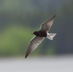 Black tern. Breeding adult in flight. Beauvais Lake Provincial Park, Alberta, Canada, June 2020. Image © Gordon Petersen by Gordon Petersen.