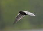 Black tern. Breeding adult in flight. Beauvais Lake Provincial Park, Alberta, Canada, June 2020. Image © Gordon Petersen by Gordon Petersen.