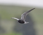 Black tern. Breeding adult in flight. Beauvais Lake Provincial Park, Alberta, Canada, June 2020. Image © Gordon Petersen by Gordon Petersen.