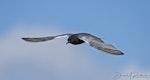 Black tern. Breeding adult in flight. Lostwood National Wildlife Refuge, North Dakota, USA, June 2019. Image © David Rintoul by David Rintoul.