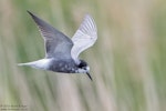 Black tern. Adult in partial breeding plumage in flight. St Aidan’s Nature Reserve, West Yorkshire, England, July 2016. Image © Kevin Agar by Kevin Agar.