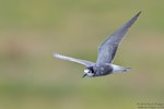 Black tern. Adult in partial breeding plumage in flight. St Aidan’s Nature Reserve, West Yorkshire, England, July 2016. Image © Kevin Agar by Kevin Agar.