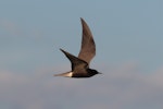 Black tern. Breeding adult in flight. Danube Delta near the Romania-Ukraine border, July 2020. Image © Michael Szabo by Michael Szabo.