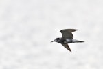 Black tern. Moulting adult in flight. Lésignac-Durand, France, July 2021. Image © Cyril Vathelet by Cyril Vathelet.