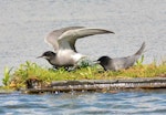 Black tern. Pair at nest. 10 km upstream of Nijmegen, Netherlands, July 2020. Image © Germen Postma by Germen Postma.