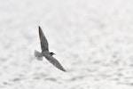 Black tern. Moulting adult in flight. Lésignac-Durand, France, July 2021. Image © Cyril Vathelet by Cyril Vathelet.