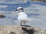 Black-naped tern. Adult. Lady Elliot Island, Queensland, November 2021. Image © Detlef Davies by Detlef Davies.