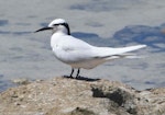 Black-naped tern. Adult. Lady Elliot Island, Queensland, November 2021. Image © Detlef Davies by Detlef Davies.