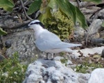 Black-naped tern. Adult. Lady Elliot Island, Queensland, Australia, November 2012. Image © Colin Ogle by Colin Ogle.