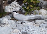 Black-naped tern. Adult. Lady Elliot Island, Queensland, Australia, November 2012. Image © Colin Ogle by Colin Ogle.