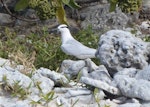 Black-naped tern. Adult. Lady Elliot Island, Queensland, Australia, November 2012. Image © Colin Ogle by Colin Ogle.