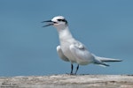 Black-naped tern. Immature. Helengeli Island, North Malé Atoll, Maldives, December 2020. Image © Kevin Agar by Kevin Agar.