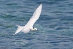 Black-naped tern. Adult in flight. Helengeli Island, North Malé Atoll, Maldives, December 2020. Image © Kevin Agar by Kevin Agar.