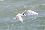 Black-naped tern. Adult in flight. Yilan County, Taiwan, May 2008. Image © Pei-wen Chang by Pei-wen Chang.