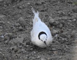 Black-naped tern. Adult - first New Zealand record. Muriwai gannet colony, February 2022. Image © Hayden Pye by Hayden Pye.