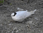 Black-naped tern. Adult - first New Zealand record. Muriwai gannet colony, February 2022. Image © Hayden Pye by Hayden Pye.