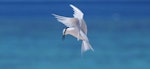 Black-naped tern. Adult in flight. Michaelmas Cay, North Queensland, October 2018. Image © Ken Glasson by Ken Glasson.